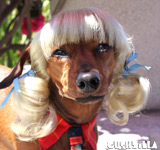Blonde Pigtails Wig for Cats / Wig for Dogs