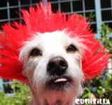 Dog Wig / Cat Wig: Cushzilla Sid Not-So-Vicious Red Punk Wig