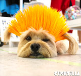 Orange Spiky Punk Wig for Cats / Punk Wig for Dogs