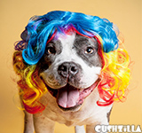 Rainbow Dog Wig / Rainbow Cat Wig - CURLY