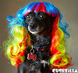 Dog Wig / Cat Wig: Cushzilla Wavy Rainbow Wig for Dogs & Cats