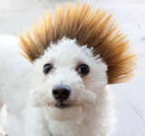 Dog Wig / Cat Wig: Cushzilla Ombre Spiked Bro Wig for Dogs & Cats